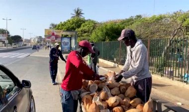 Senegal'de salgının doğal eczaneleri: Hindistan cevizi tezgahları
