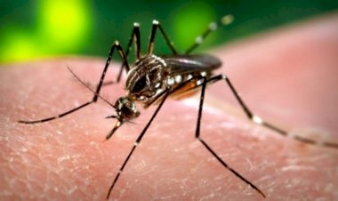 Malezya'da dang humması yayılıyor