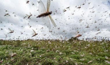 İran'ın güneyinde çekirge istilası sürüyor