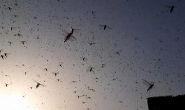 Hindistan'da son dönemlerin en büyük çekirge istilasının görüntüleri