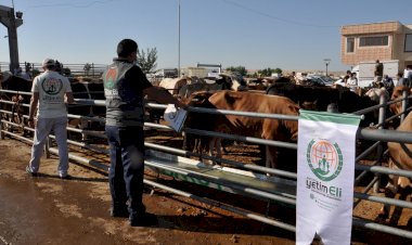 Avrupa Yetim Eli 25 ülkede vekâletle hayırseverlerin kurbanlarını kesiyor