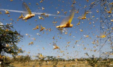 Çin’de çekirge sürüsü 10 bin hektardan fazla alanı istila etti