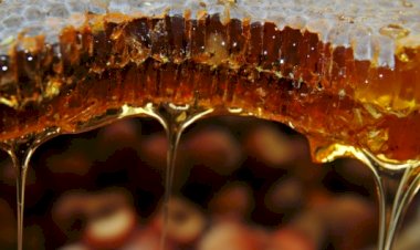 Oxford araştırması: Bal öksürüğe karşı antibiyotikten daha etkili