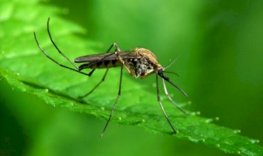 ABD'de genetiği değiştirilmiş 750 milyon sivrisinek doğaya salınacak