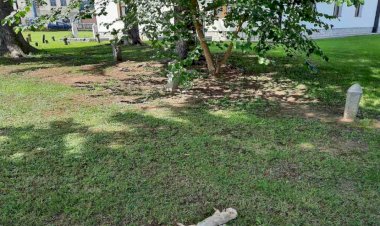 Bosna Hersek'teki bir camiide 'domuz leşli' provokasyon