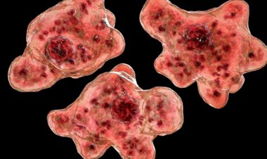 Texas'ta içme suyunda beyin yiyen amip tespit edildi