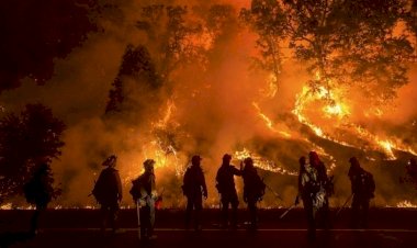 California'daki orman yangınlarında bu yıl rekor düzeyde alan yandı