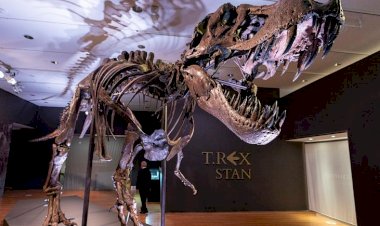 Dinozor iskeleti açık artırmada 31.8 milyon dolara satıldı