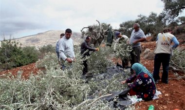 Siyonist rejim Filistinlilerin zeytin bahçelerine girmesini engelleyen karar çıkardı