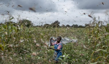 Kenya ikinci çekirge istilasıyla karşı karşıya