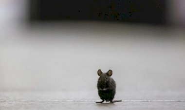 İşgalci İsrail'de yeni salgın alarmı: 50 kişi fareden bulaşan hastalığa yakalandı