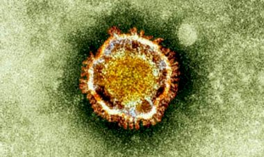 Koronavirüsün hücreleri nasıl etkilediği tespit edildi