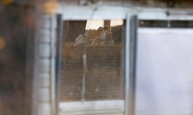 Hollanda'da 'kuş gribi' paniği