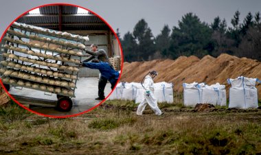 Danimarka’da Kovid-19 bulaşan kediler itlaf edildi