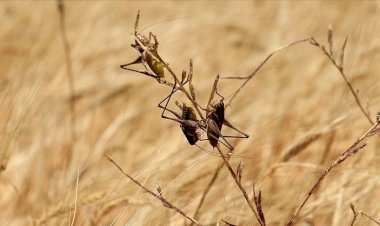 BM'den Kenya için ikinci çekirge istilası uyarısı