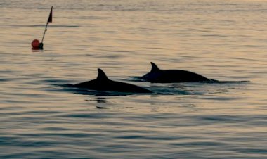 Su altı dünyasında yeni bir tür keşfedilmiş olabilir