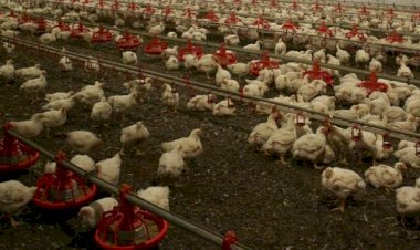 Danimarka’da ikinci kez kuş gribi vakası