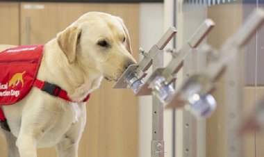 Eğitimli köpekler ter kokusundan Kovid-19'u tespit etti