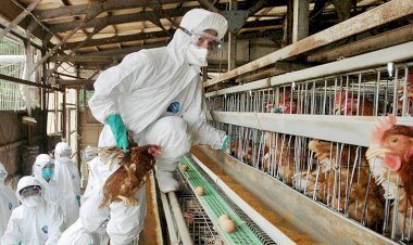 Japonya’da kuş gribi yüzünden 3 milyon kümes hayvanı itlaf edildi