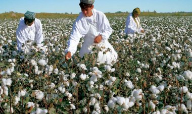 Çin yüz binlerce Uygurlu Müslümanı pamuk tarlalarında çalışmaya zorluyor