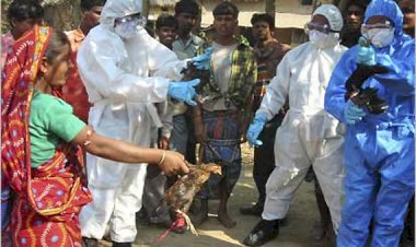 Hindistan’da kuş gribi alarmı