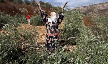 Siyonist rejim askerleri Batı Şeria’da Filistinlilere ait 2 bin zeytin ağacını söktü