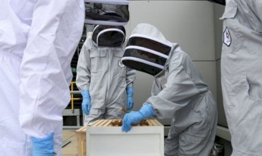 Uyuşturucu ile mücadelede bal arıları görev alacak: Köpeklerden 100 kat daha başarılılar