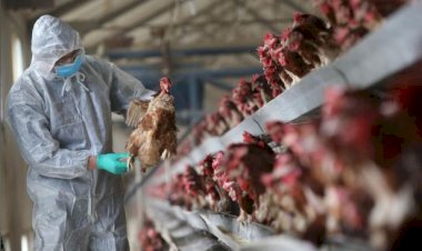Japonya'da 5.8 milyon tavuk itlaf edildi