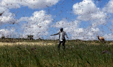 Doğu Afrika ülkeleri çekirge istilasıyla mücadele için 38 milyon dolara ihtiyaç duyuyor