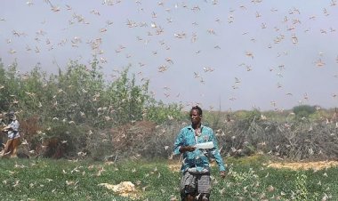 Kenya'da çekirge sürüleri 47 ilçenin 15'ini işgal etti