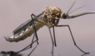 Etiyopya’da yeni bir sıtma sineği ortaya çıktı