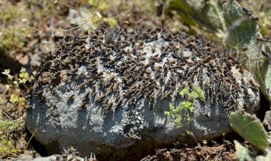 Somali, çekirge istilası nedeniyle olağanüstü hal ilan etti
