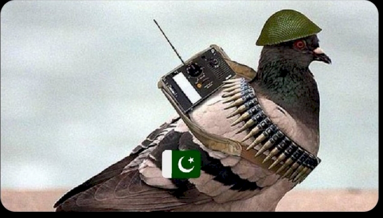 Hindistan-Pakistan sınırında 'casus güvercin' vakası