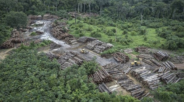 Amazon yağmur ormanlarındaki kayıp 'son 12 yılın en yüksek seviyesine' çıktı