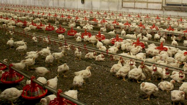 İngiltere'de kuş gribi alarmı