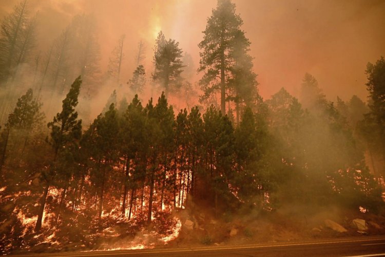 California'daki 'Caldor' yangını 756 kilometrekare alanı tahrip etti