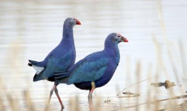 Araştırma: İklim değişikliği hayvanların şekillerini değiştiriyor