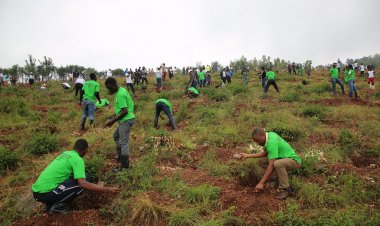 Ruanda kuraklık tehdidine karşı 43 milyon fidan dikecek