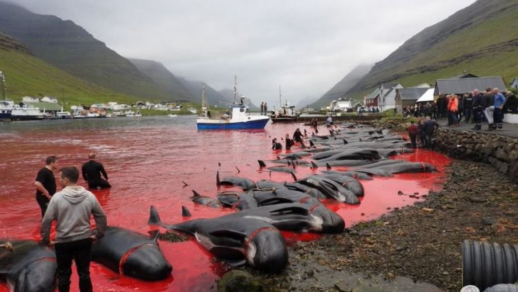 Faroe Adaları’ndaki 'festivalde' 1500'e yakın balina ve yunus katledildi