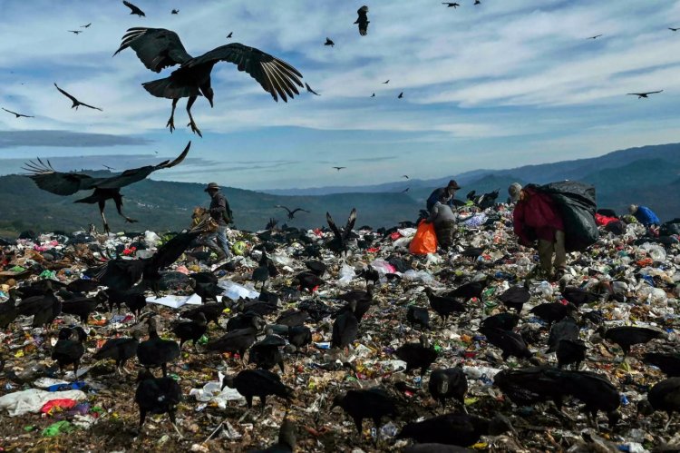 Honduras'ta yoksulluk: Halk çöplükte akbabalarla yarışıyor