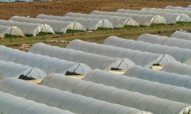 BM: Tarımda plastik kullanımı gıda güvenliğini tehdit ediyor