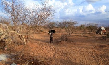 Somali'de nüfusun 5'te biri kuraklığın etkisi altında
