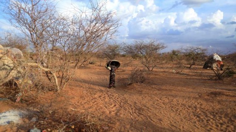 Somali'de nüfusun 5'te biri kuraklığın etkisi altında