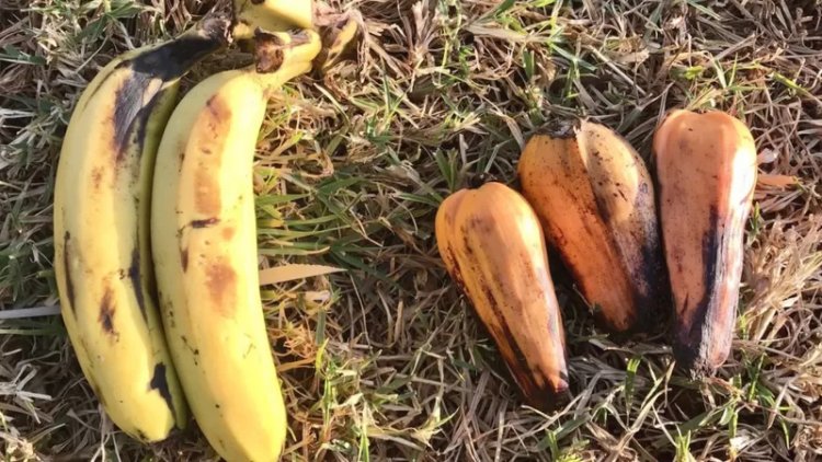 'Sahte muz' hayat kurtarıcı bir süper gıda olabilir!