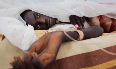 Kenya'da sarıhumma salgını başladı