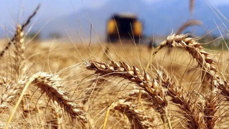 Buğday fiyatları 14 yılın zirvesinde