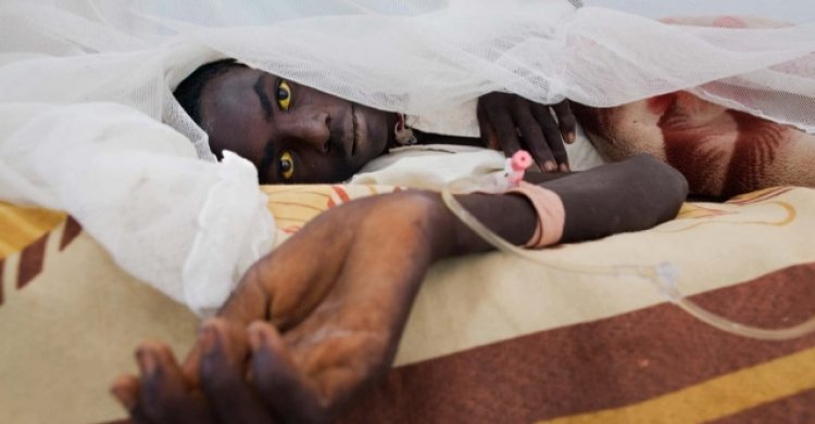 Kenya'da sarıhumma salgını başladı