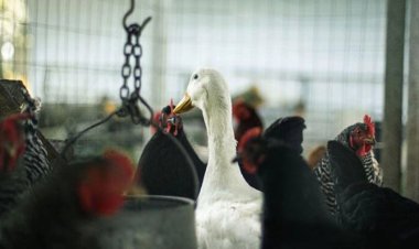 ABD'de kuş gribi alarmı: Yaklaşık 200 ölü kuş bulundu