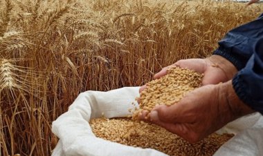 Afrika'da buğday fiyatları yüzde 60 arttı