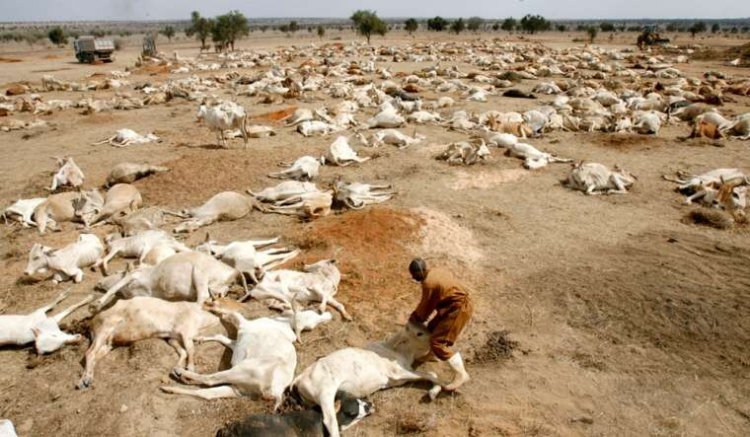 Etiyopya'da kuraklıktan ötürü 1,5 milyon hayvan telef oldu
